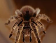 Тарантулы и пауки – к чему снятся и о чем предупреждают, описывает сонник